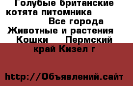 Голубые британские котята питомника Silvery Snow. - Все города Животные и растения » Кошки   . Пермский край,Кизел г.